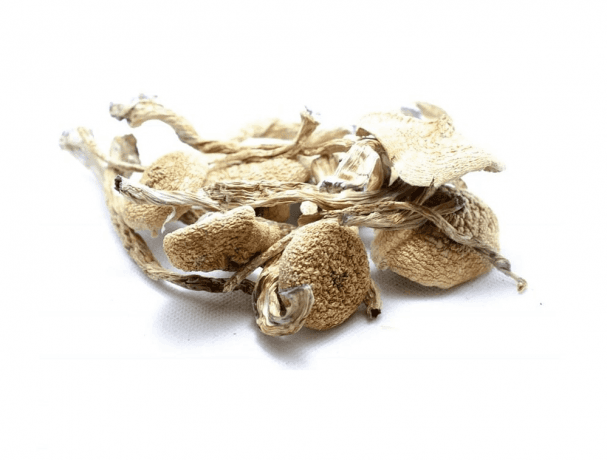 Best Psilocybe Cubensis Strains: Potency & Visuals!