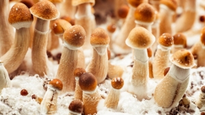 Penis Envy Magic Mushrooms: Everything To Know